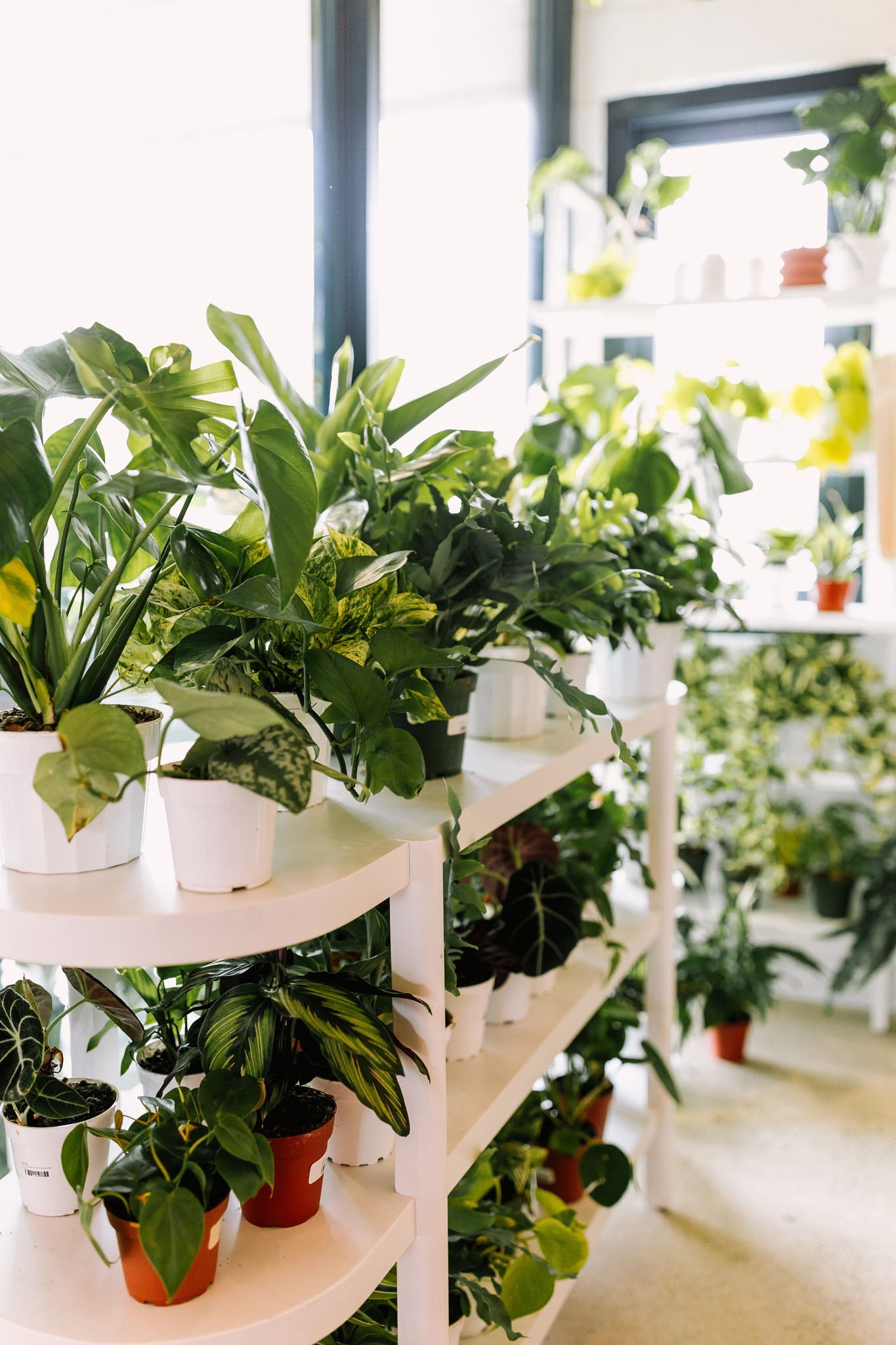 PLANTS & PLANTERS