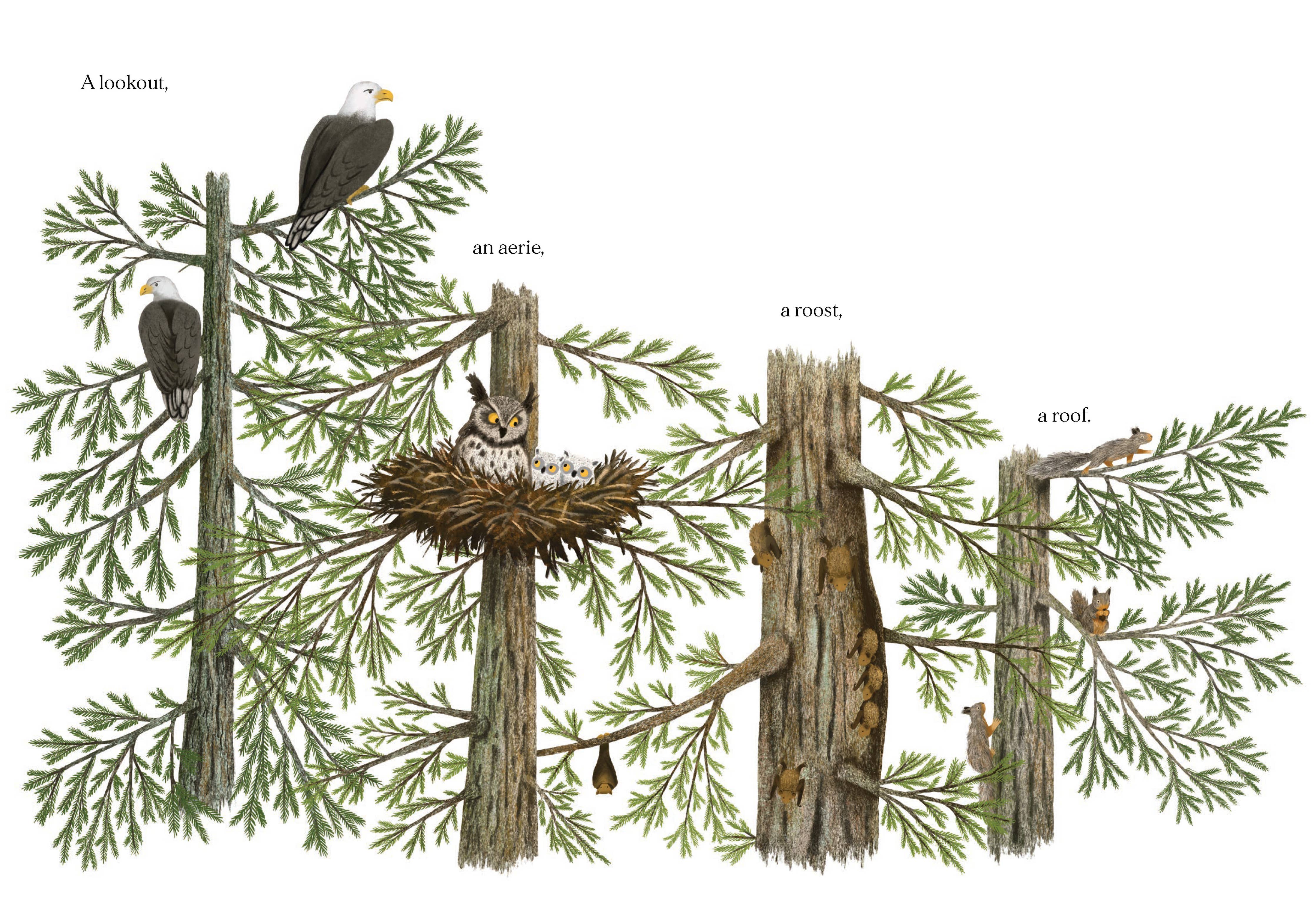When a Tree Falls: Nurse Logs and Their Incredible Forest Power