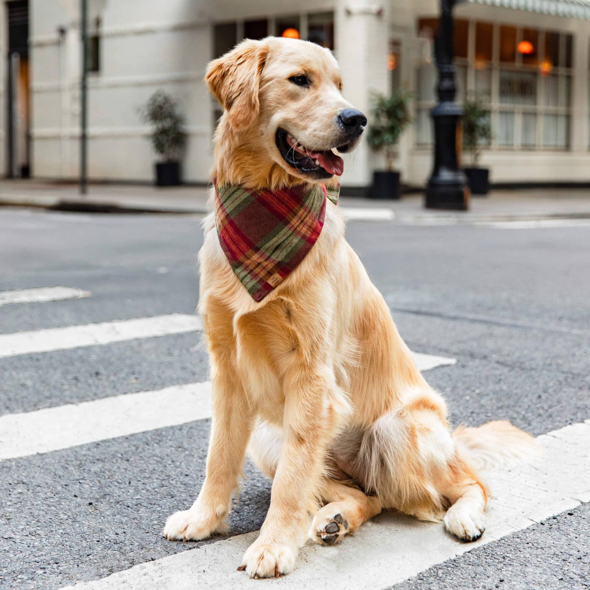 Plaid Flannel Dog Bandana - Medium