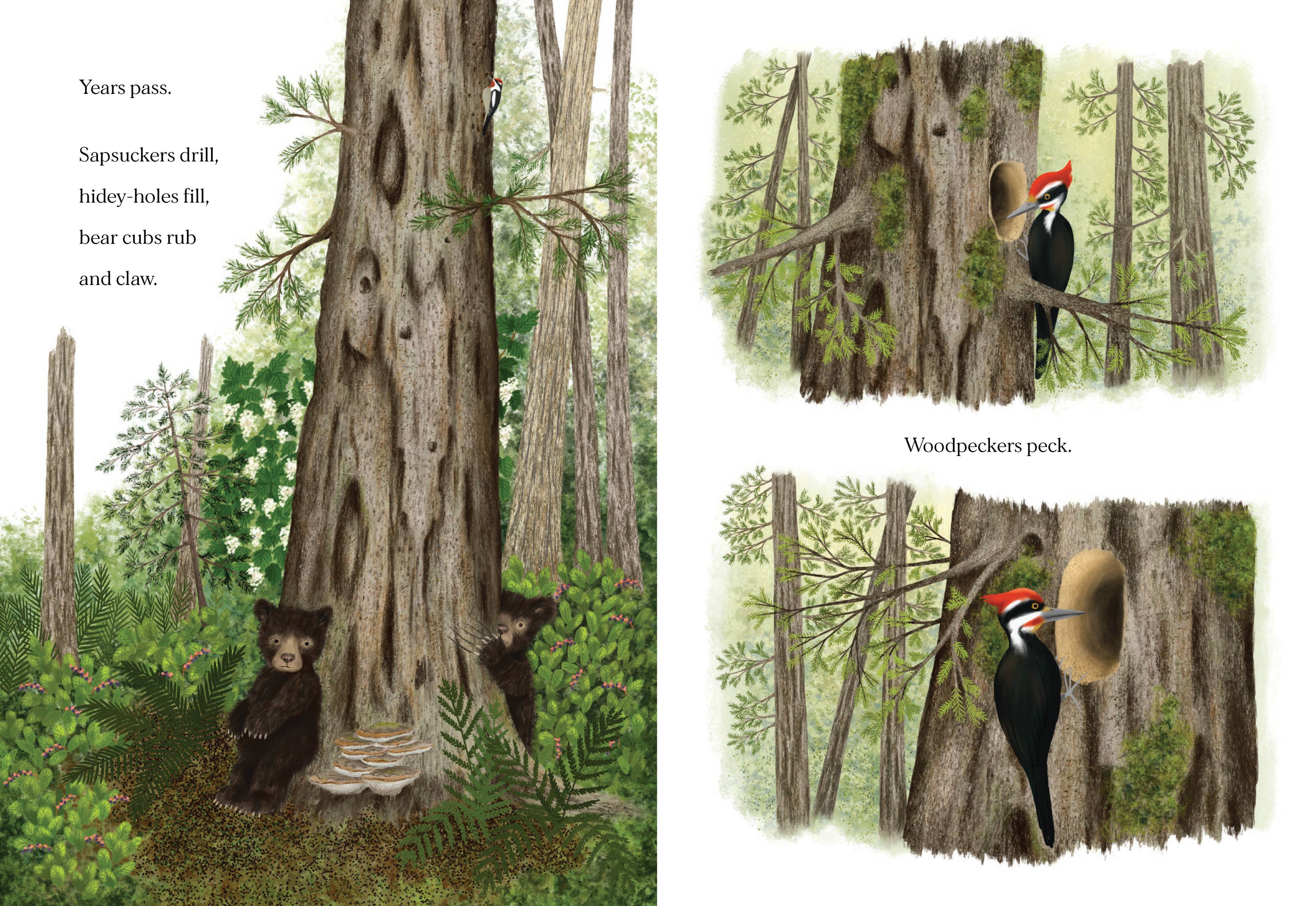 When a Tree Falls: Nurse Logs and Their Incredible Forest Power