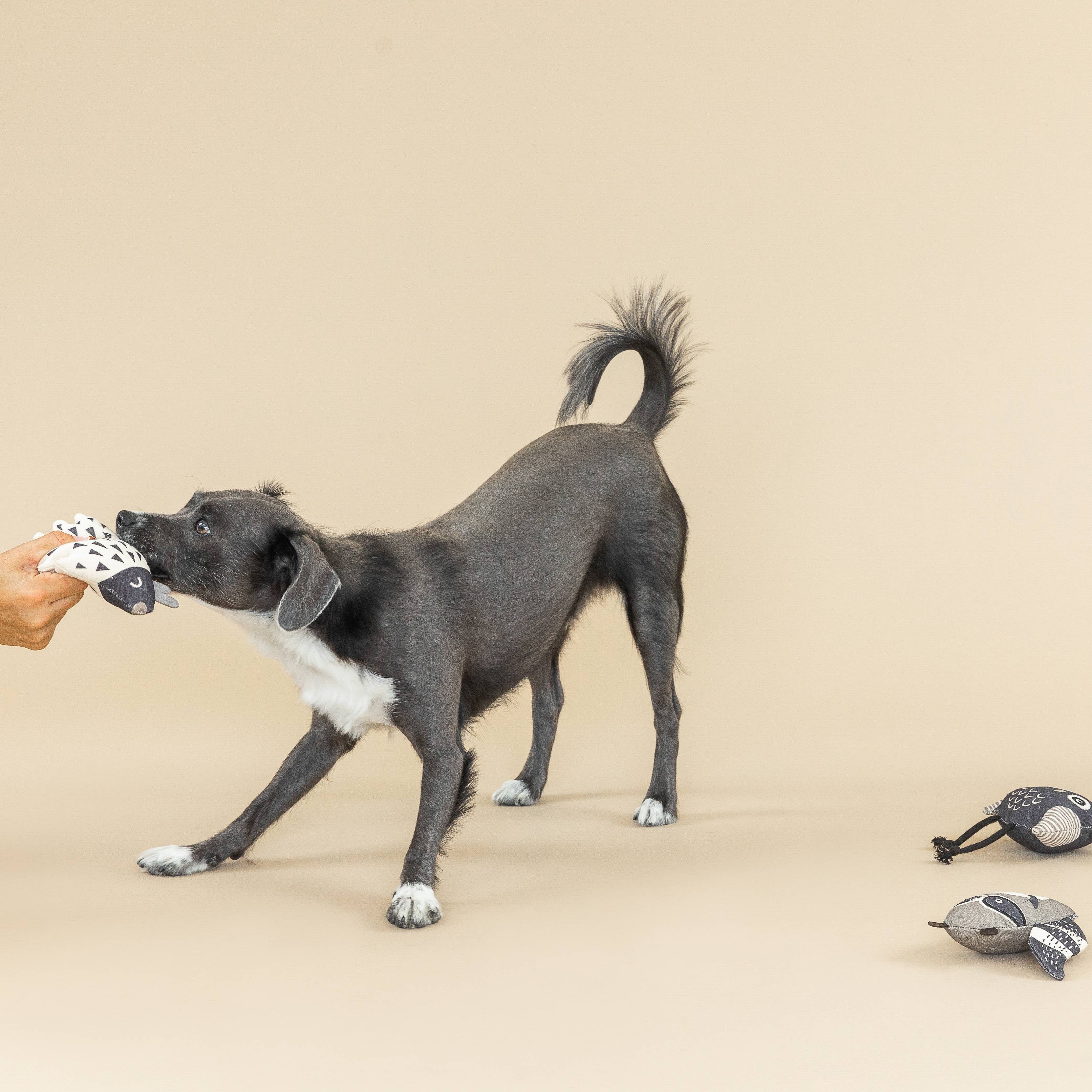 Wild Ones Canvas Dog Toy Set — 3 Pack
