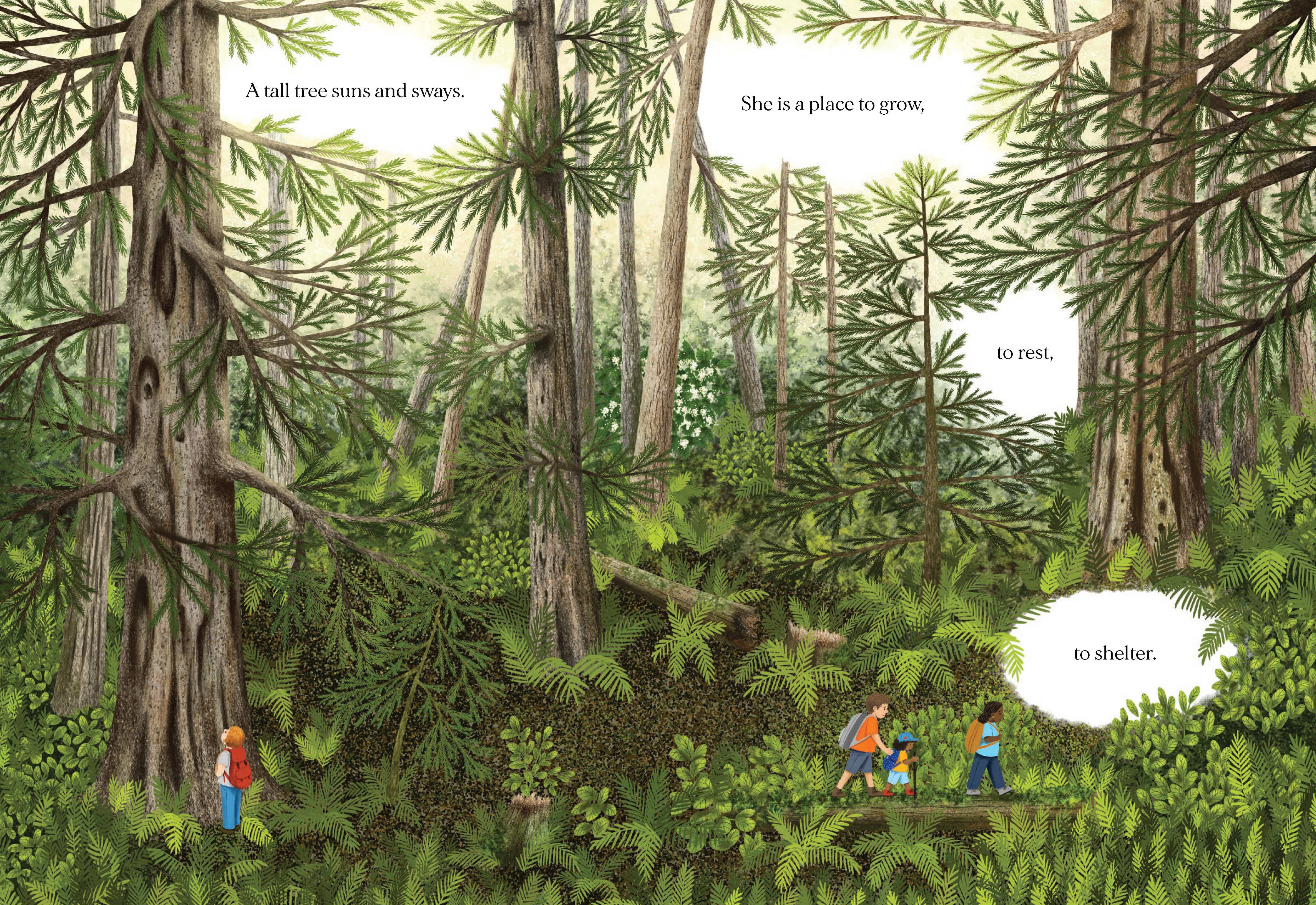 When a Tree Falls: Nurse Logs and Their Incredible Forest Power