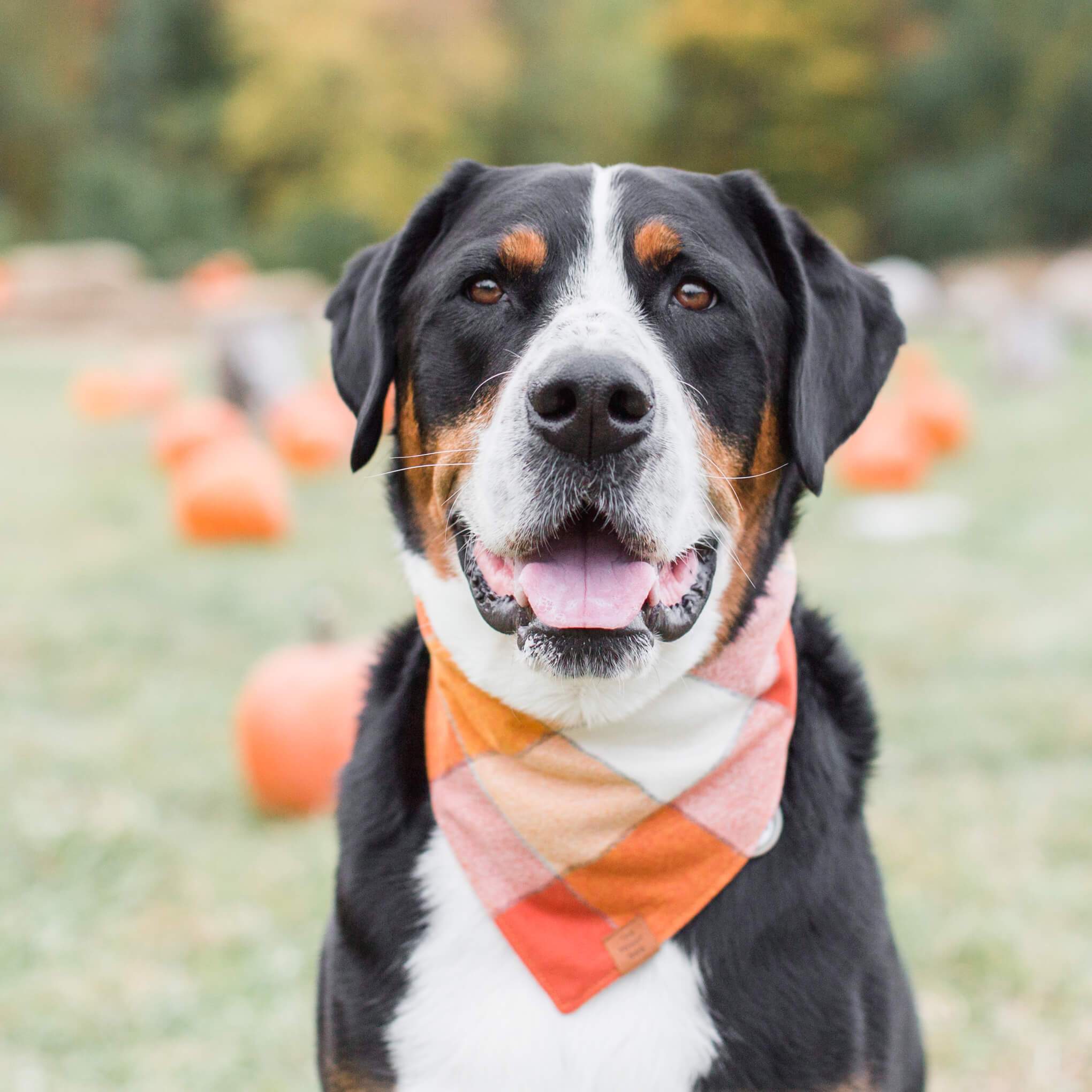 Pumpkin Spice Flannel Dog Bandana - Medium