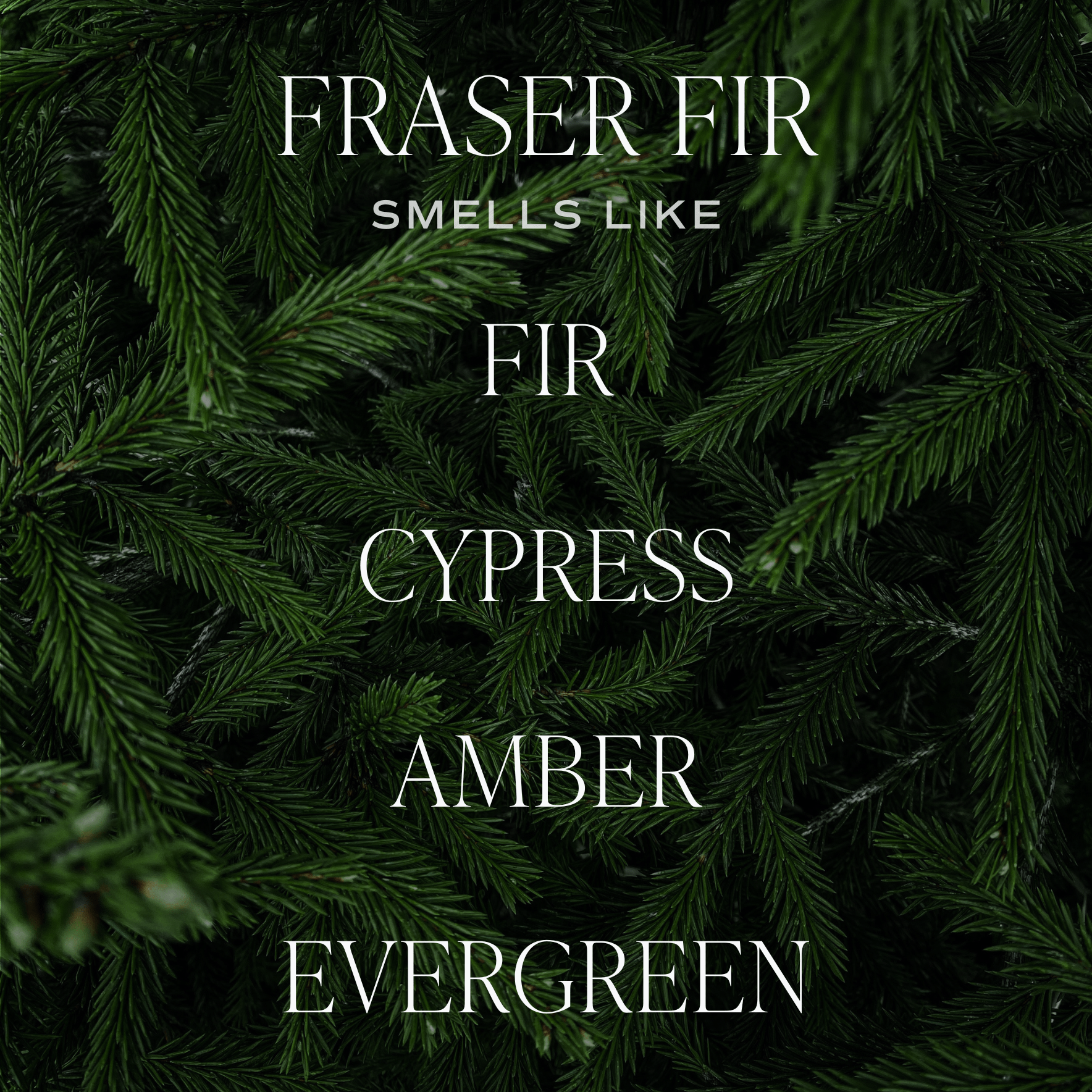 Fraser Fir 12 oz Soy Candle - Christmas Decor & Gifts