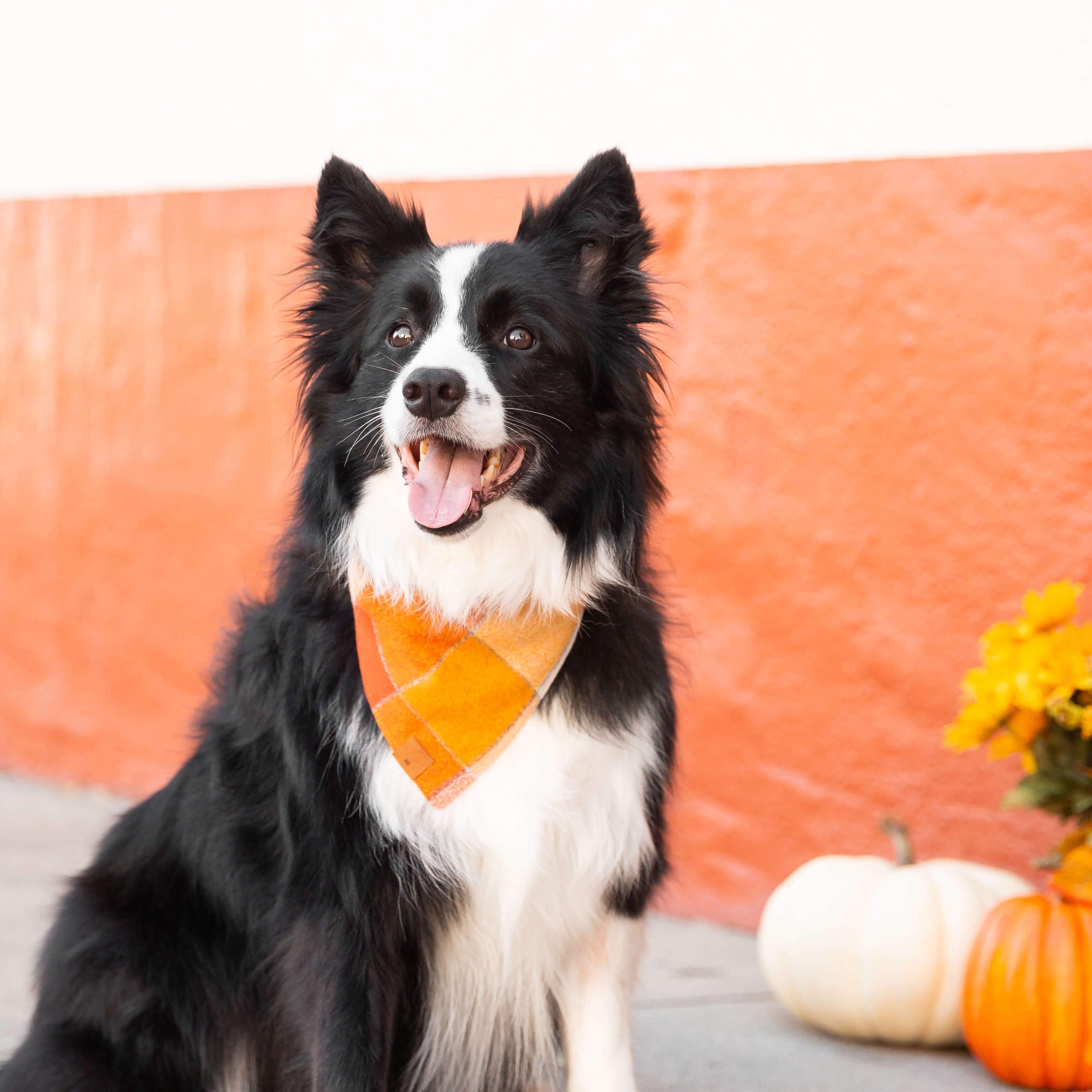 Pumpkin Spice Flannel Dog Bandana - Large